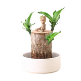 Brazil Wood Decor Lucky Bamboo Wood - Brazilian Lucky Wood Plant Wood Stump - Lucky Bamboo Plants Indoor Office Desktop Planter (Style C) - AVYXO