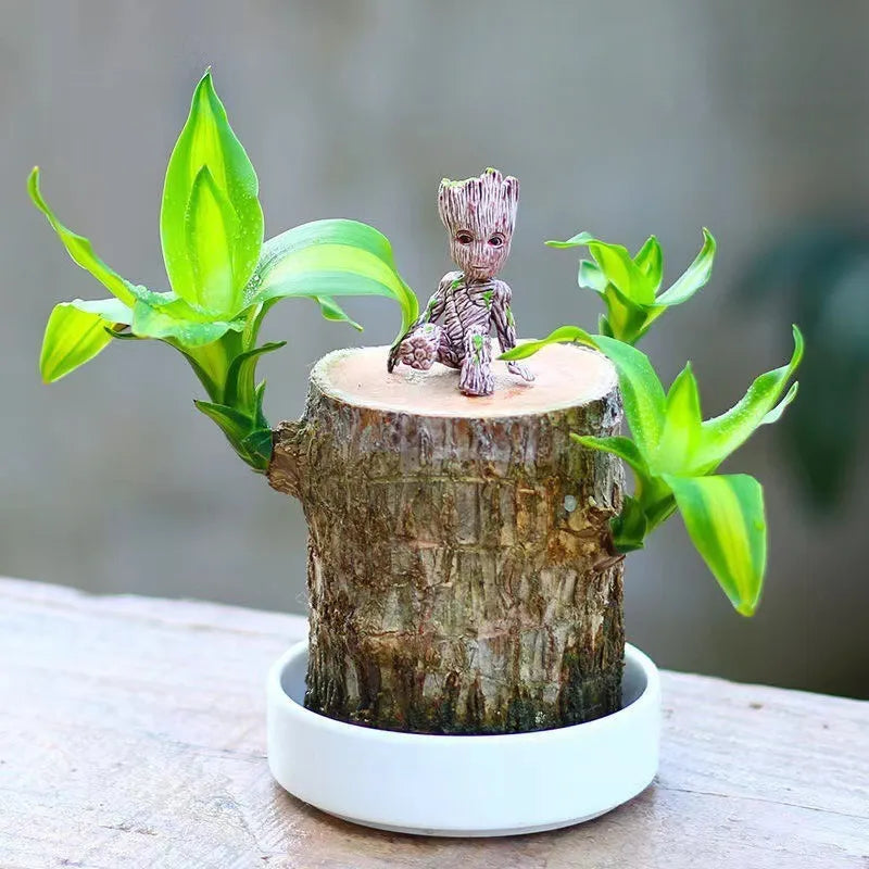 Brazil Wood Decor Lucky Bamboo Wood - Brazilian Lucky Wood Plant Wood Stump - Lucky Bamboo Plants Indoor Office Desktop Planter (Style C) - AVYXO