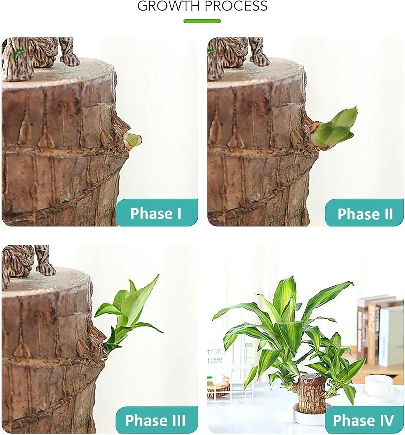 Brazil Wood Decor Lucky Bamboo Wood - Brazilian Lucky Wood Plant Wood Stump - Lucky Bamboo Plants Indoor Office Desktop Planter (Style C) - AVYXO