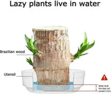 Brazil Wood Decor Lucky Bamboo Wood - Brazilian Lucky Wood Plant Wood Stump - Lucky Bamboo Plants Indoor Office Desktop Planter (Style C) - AVYXO