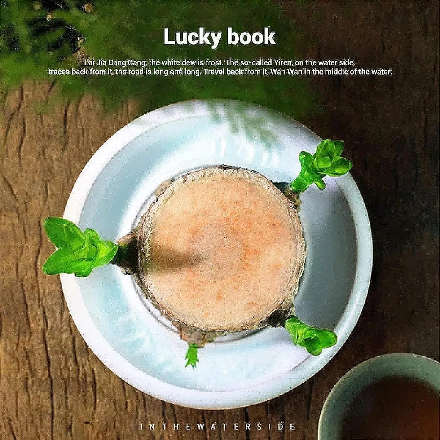 Brazil Wood Decor Lucky Bamboo Wood - Brazilian Lucky Wood Plant Wood Stump - Lucky Bamboo Plants Indoor Office Desktop Planter (Style C) - AVYXO